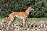 SALUKI 062